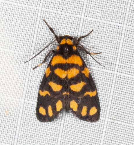 Lydia Lichen Moth