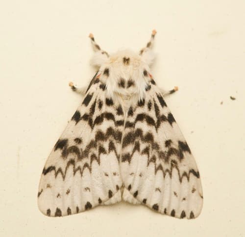 Lymantria antennata