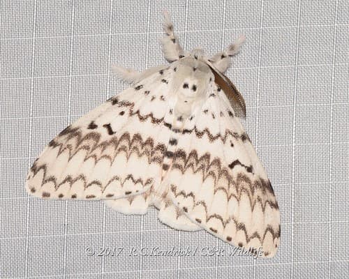 Brotea Tussock Moth