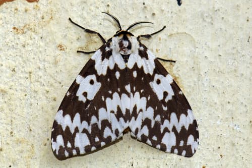 Margined Tussock Moth