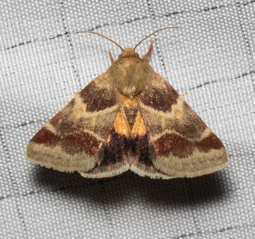 Lynx Flower Moth