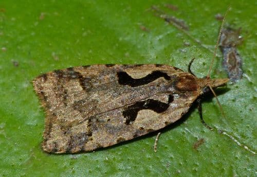 Lyre moth