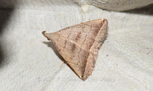 No widely accepted common name