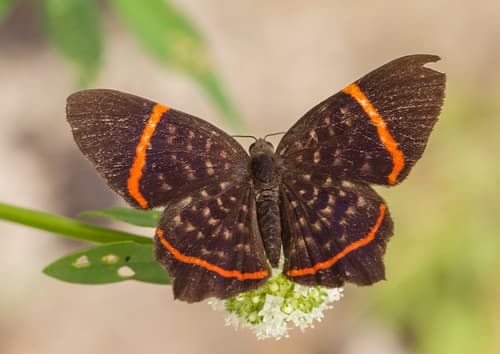 Lysippus Metalmark
