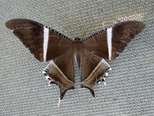 Macleay's Swallowtail Moth