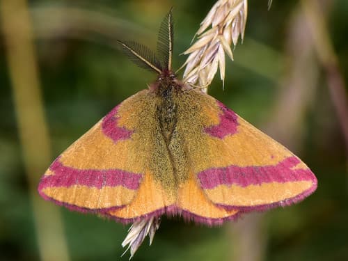 Bloody-nosed Moth