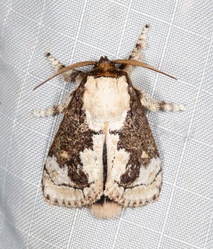 Macadamia Cup Moth