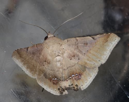 Pale Beauty Moth