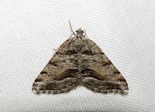 Pale-winged Macaria