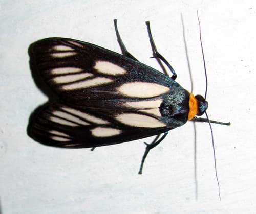 Macrobrochis prasena