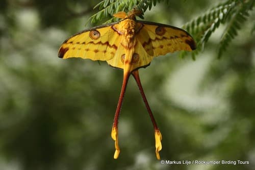 Madagascan Moon Moth