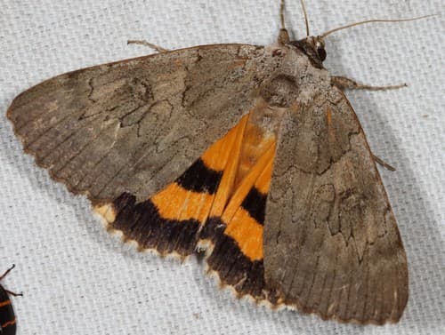 Magdalen Underwing