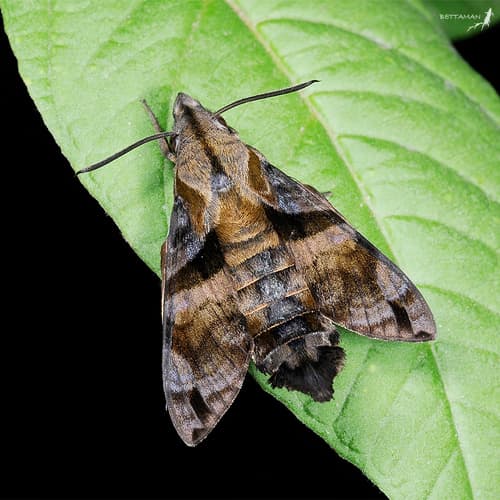 Maile Pilau Hornworm