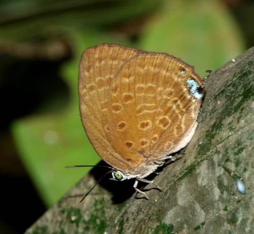 Major Yellow Oakblue