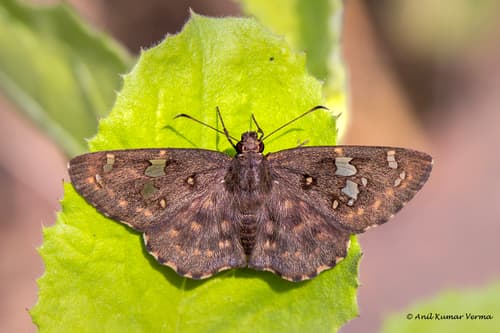 Malabar Spotted Flat