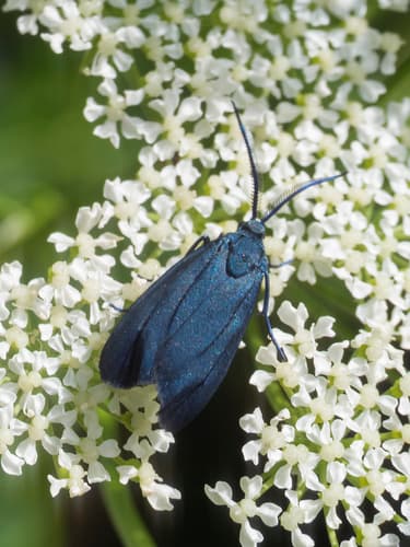 Green Forester Moth