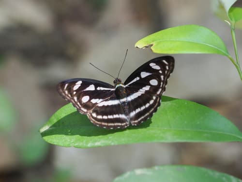 Malay Staff Sergeant