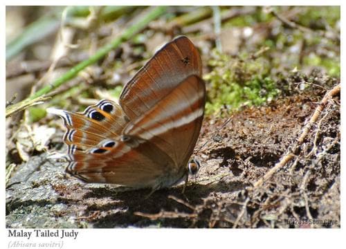 Malay Tailed Judy