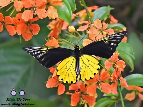 Malayan Birdwing
