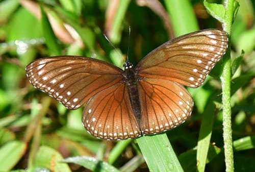Malayan Eggfly