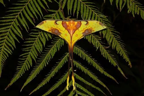 Malaysian Moon Moth