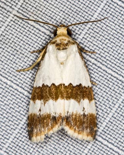 Maliattha ritsemae