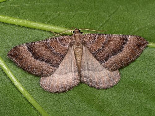 Mallow Moth