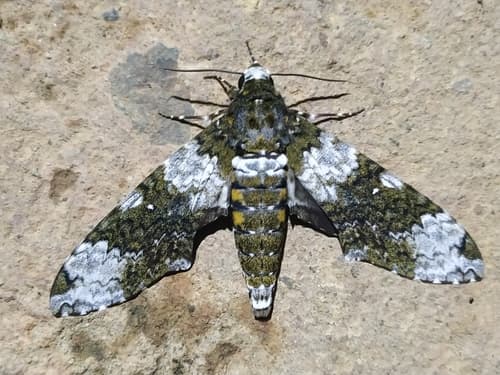 Albiplaga Sphinx Moth