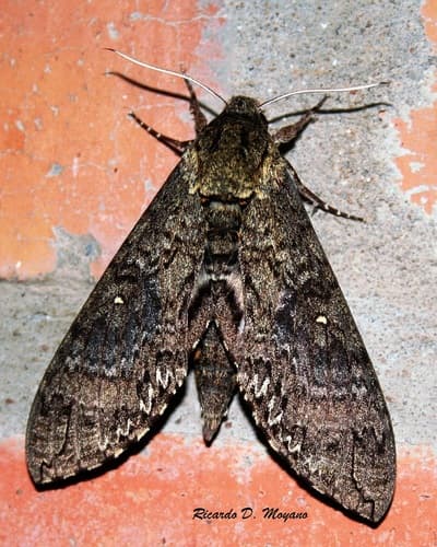 Manduca diffissa