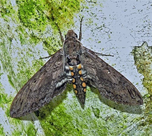 Paphus Sphinx Moth