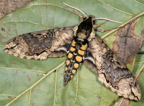 Pellenia Sphinx Moth