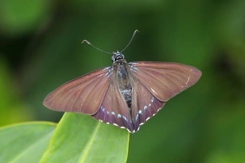 Mangrove Skipper