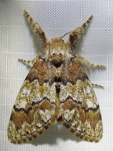 Manto Tussock Moth