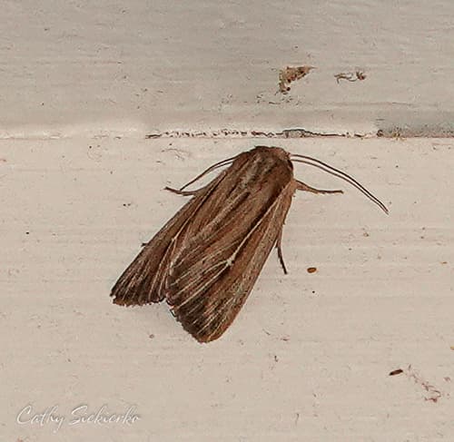 Many-lined Wainscot