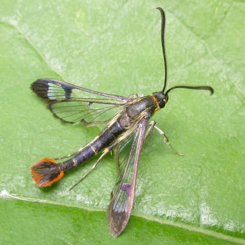 Maple Clearwing Moth