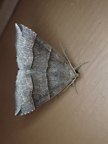 Maple Looper Moth