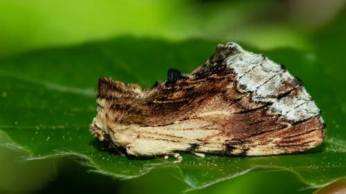 Maple Prominent