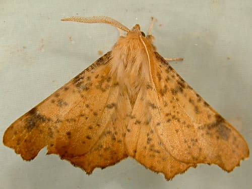 Maple Spanworm Moth
