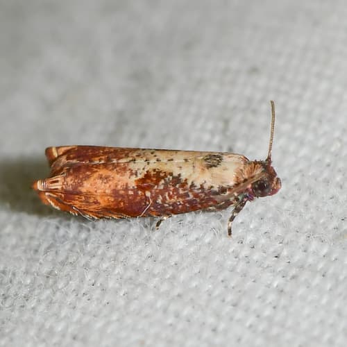 Maple Tip Borer Moth