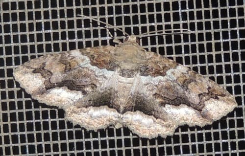 Maple Zale Moth