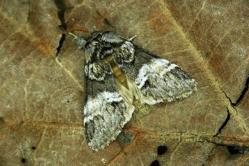 Marbled Brown