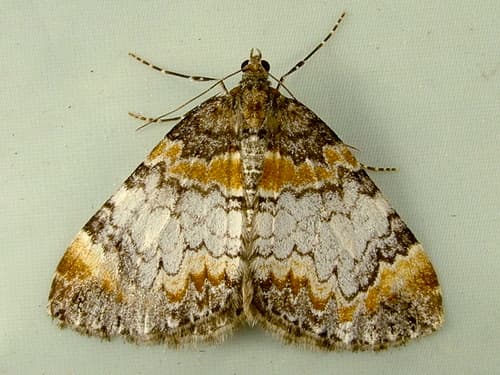Marbled Carpet Moth