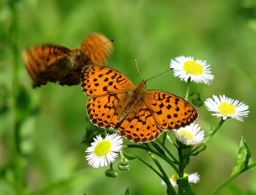 Marbled Fritillary