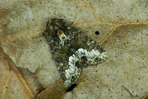 Marbled Minor