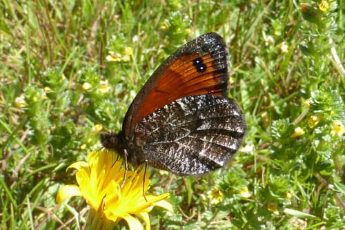 Marbled Ringlet