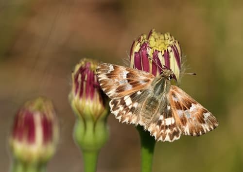 Marbled Skipper