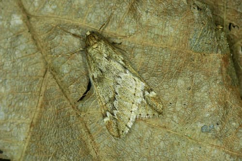 March Moth