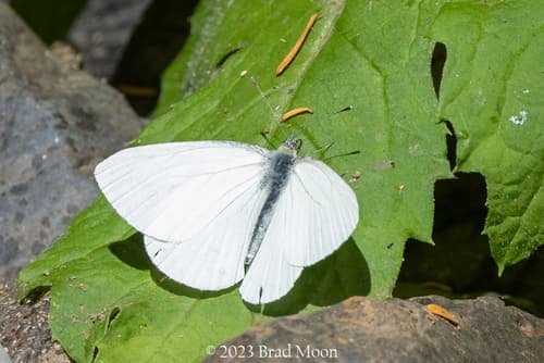 Margined White