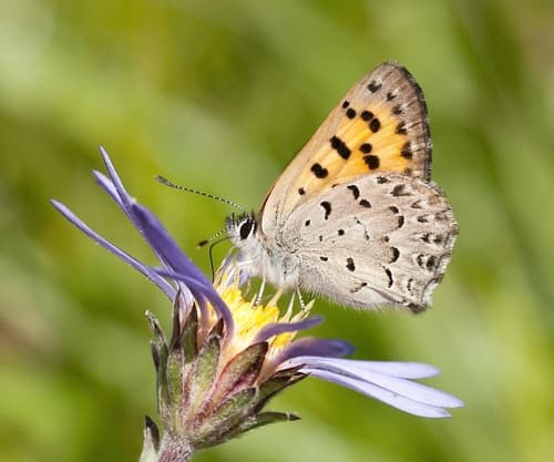 Mariposa Copper