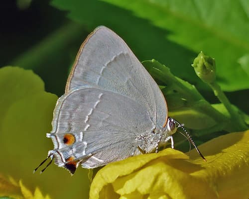 Marius Hairstreak